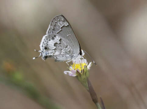 Image of Lacey's Scrub-Hairstreak