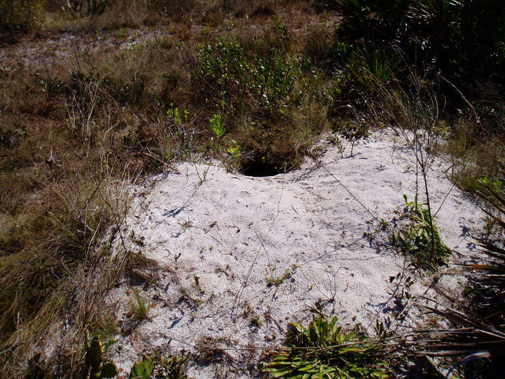 Image of (Florida) Gopher Tortoise