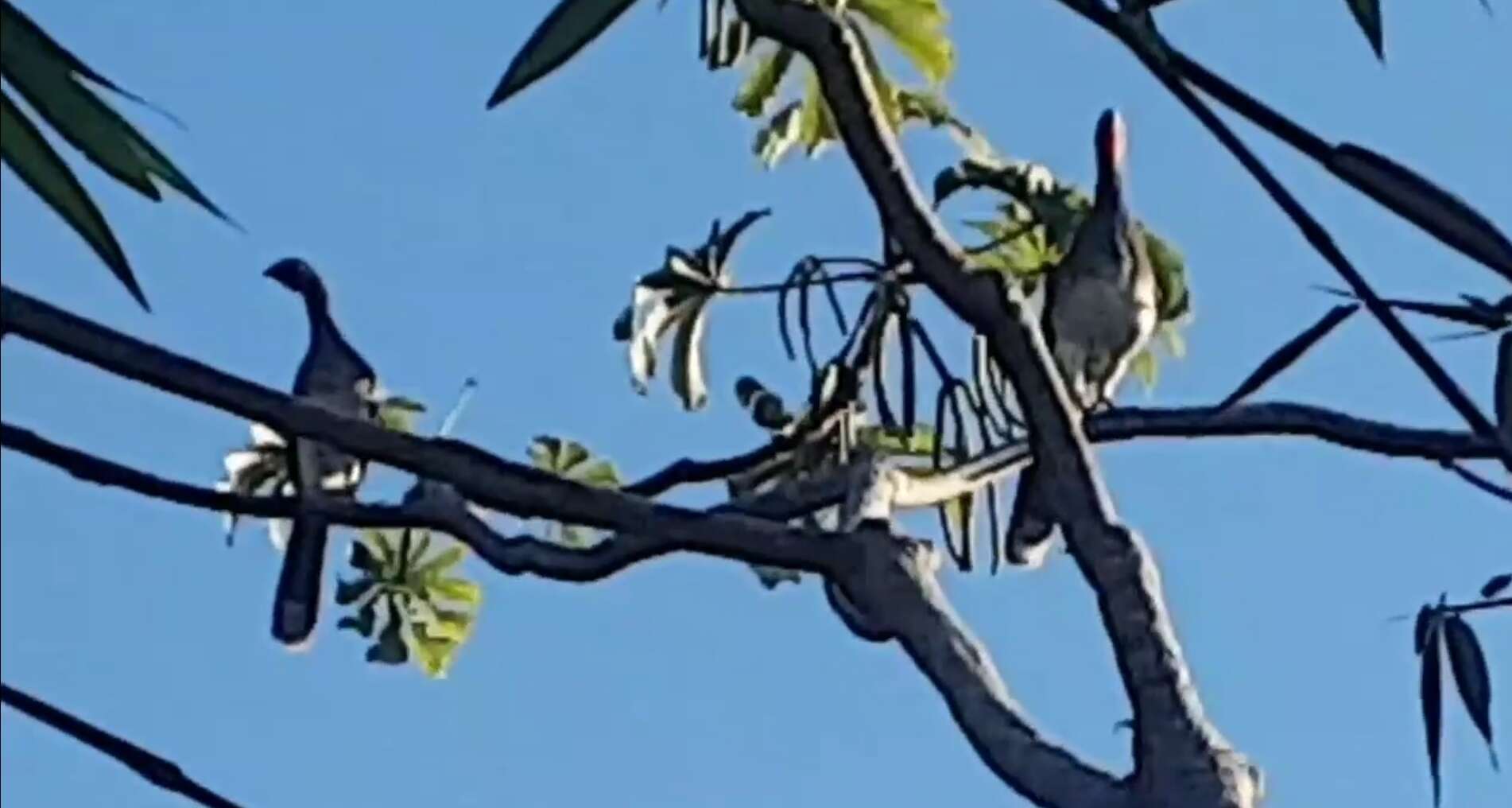 Image of White-bellied Chachalaca