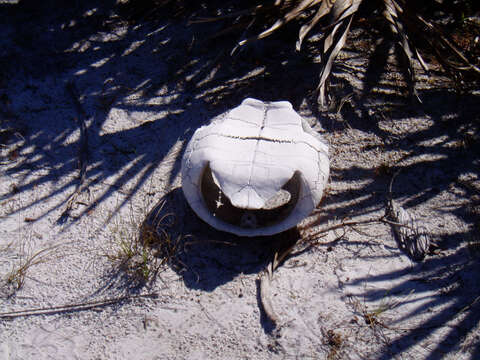 Image of (Florida) Gopher Tortoise