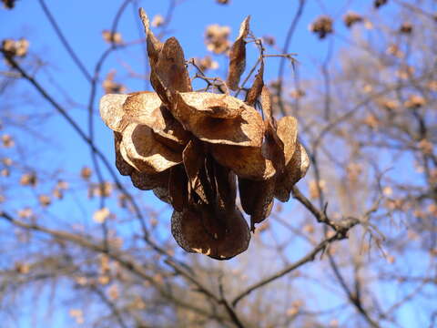 Image of common hoptree