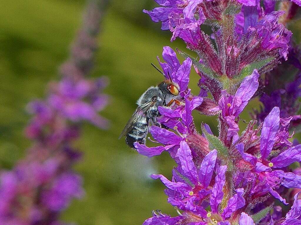 Image of Megachile aurifrons Smith 1853