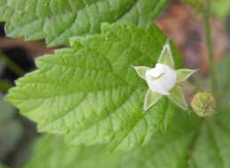 Image of White-Stem Raspberry