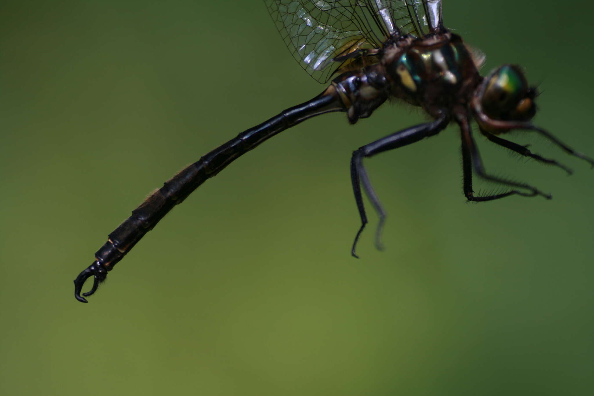 Image of Hine's Emerald