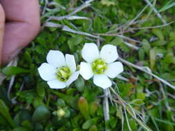 Imagem de Gentianella saxosa (G. Forst.) Holub