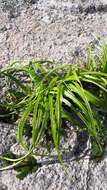 Image of Empodium veratrifolium (Willd.) M. F. Thomps.