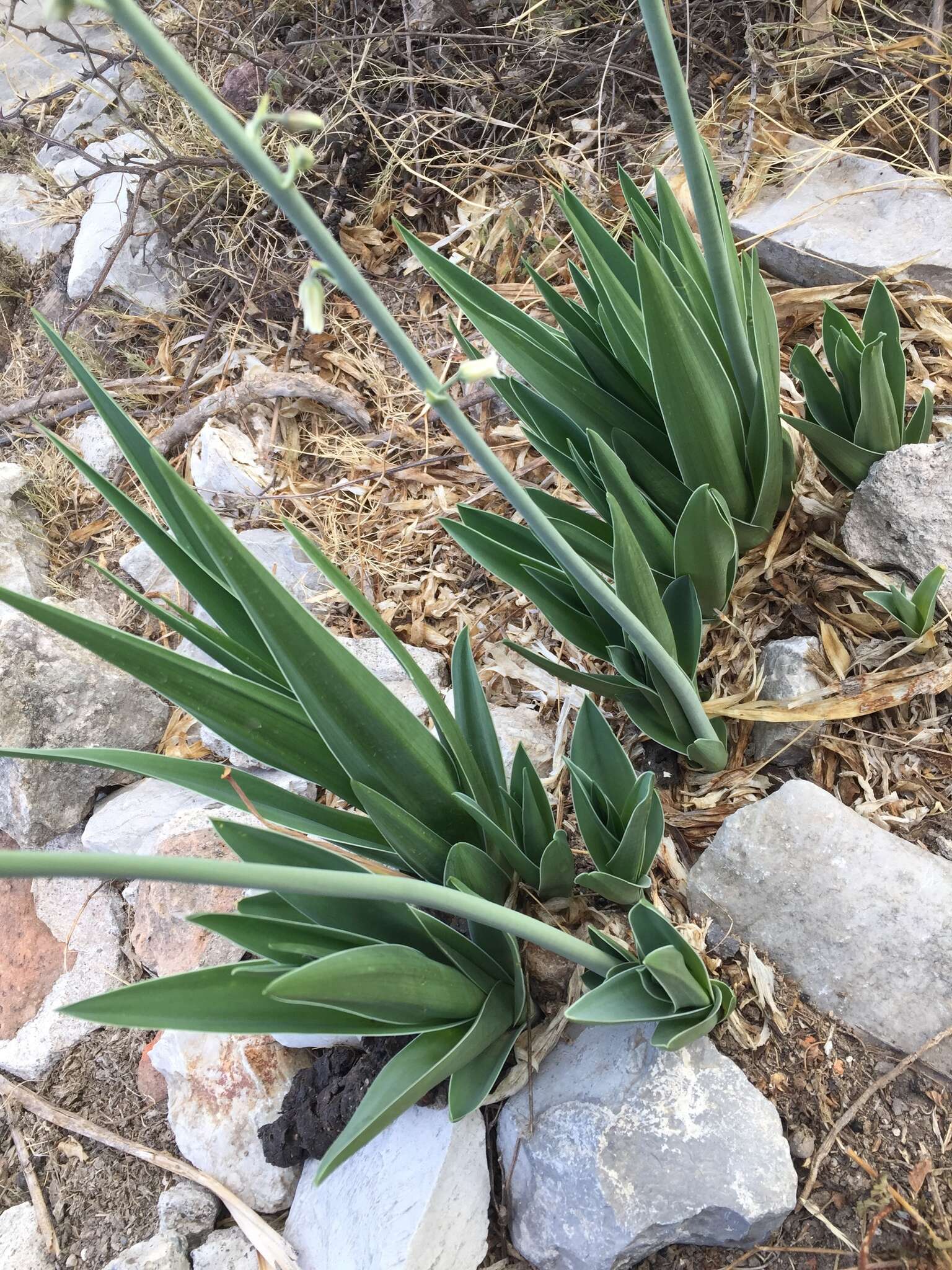 Image of Hemiphylacus latifolius S. Watson