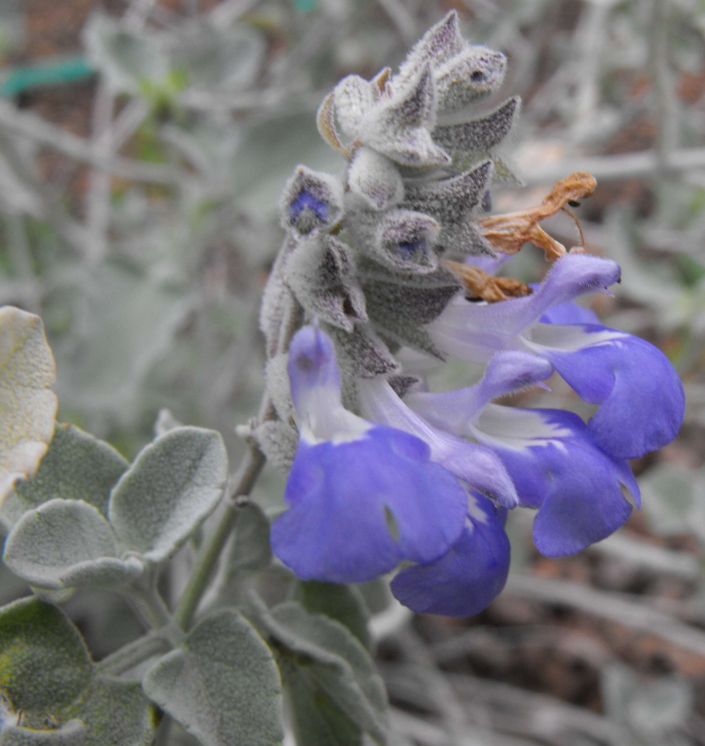 Imagem de Salvia cedrosensis Greene