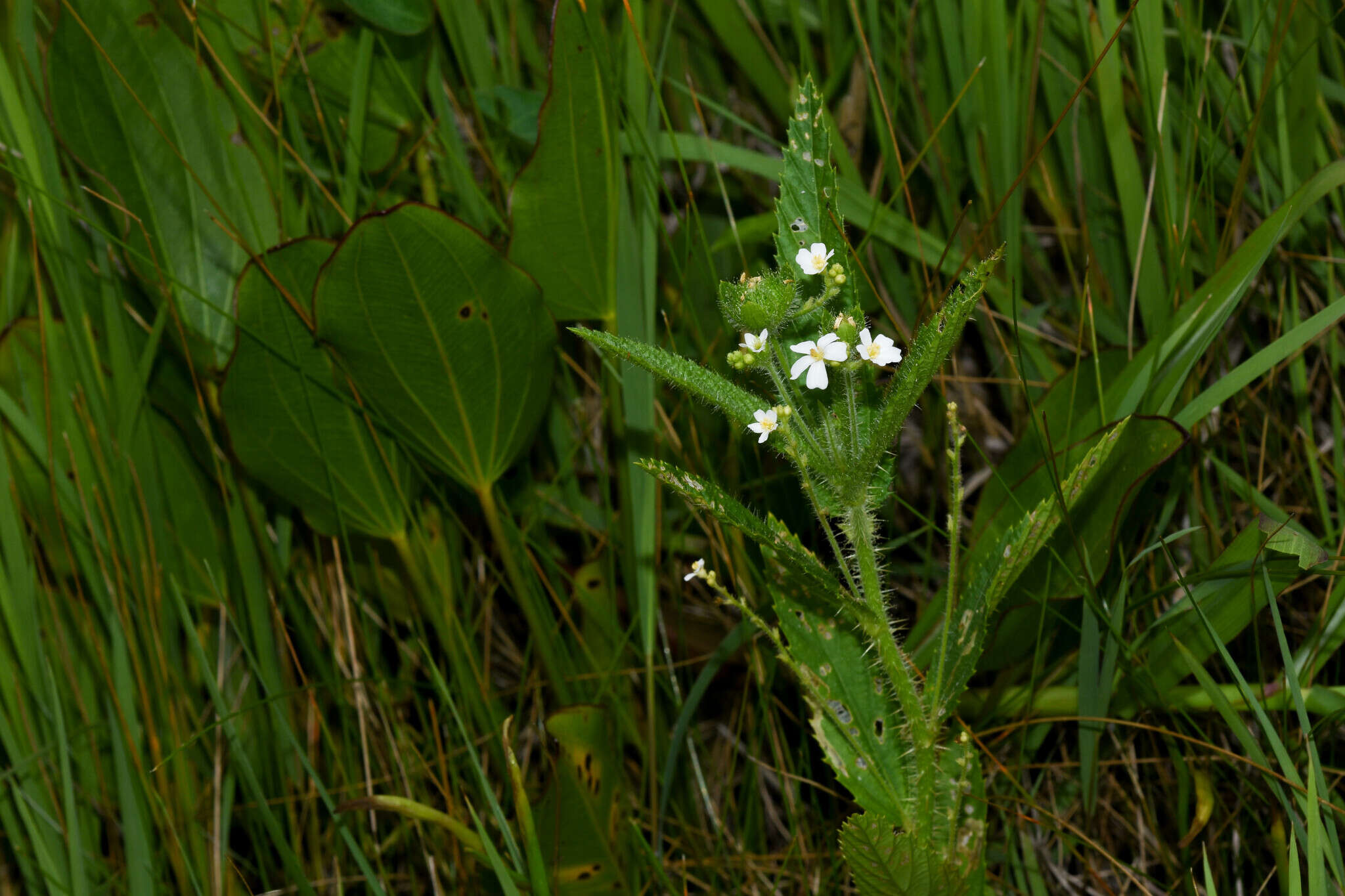 Image of Caperonia linearifolia A. St.-Hil.