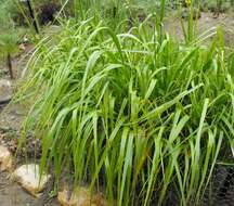 Image of giant wildrye