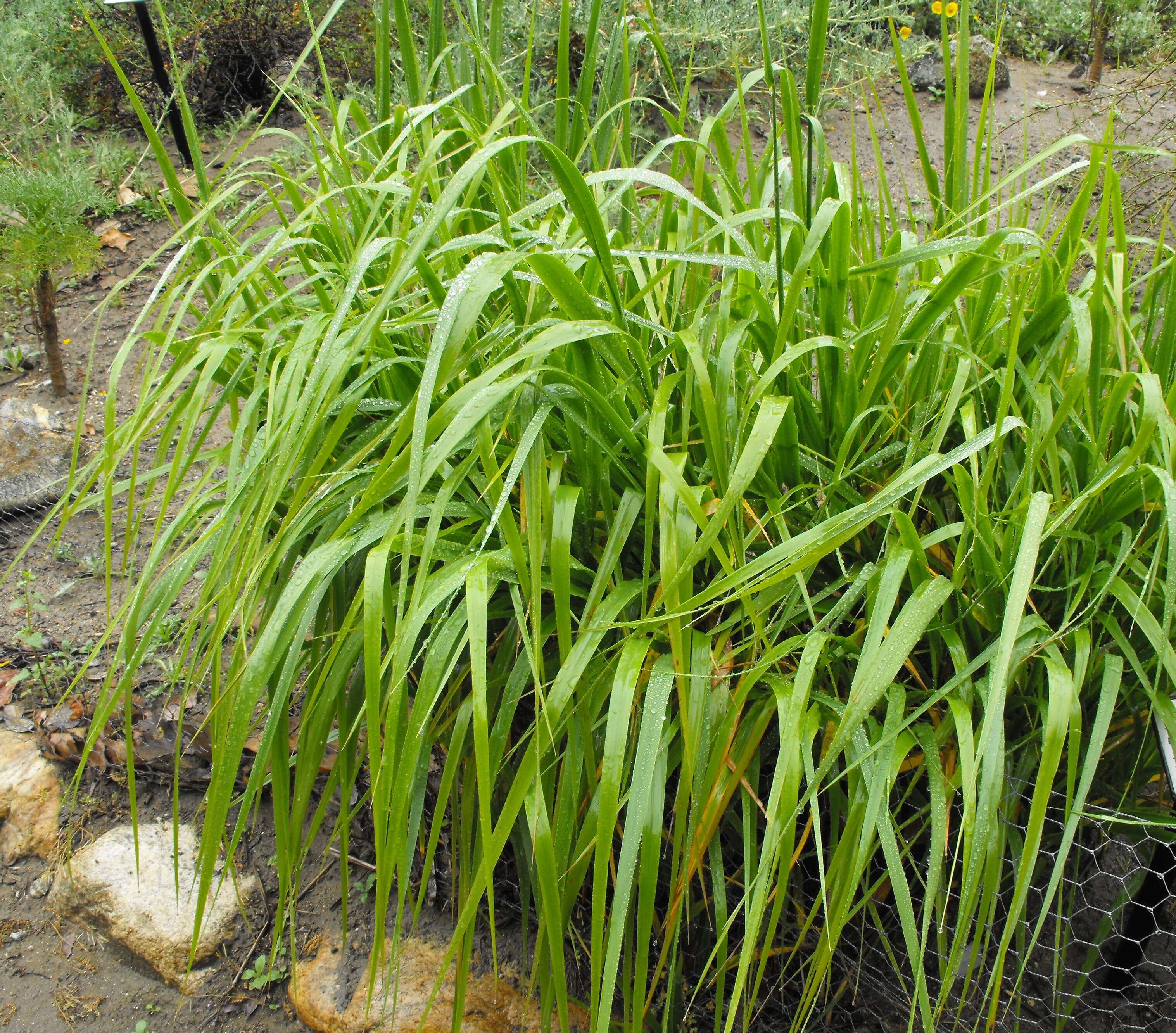 Image of giant wildrye