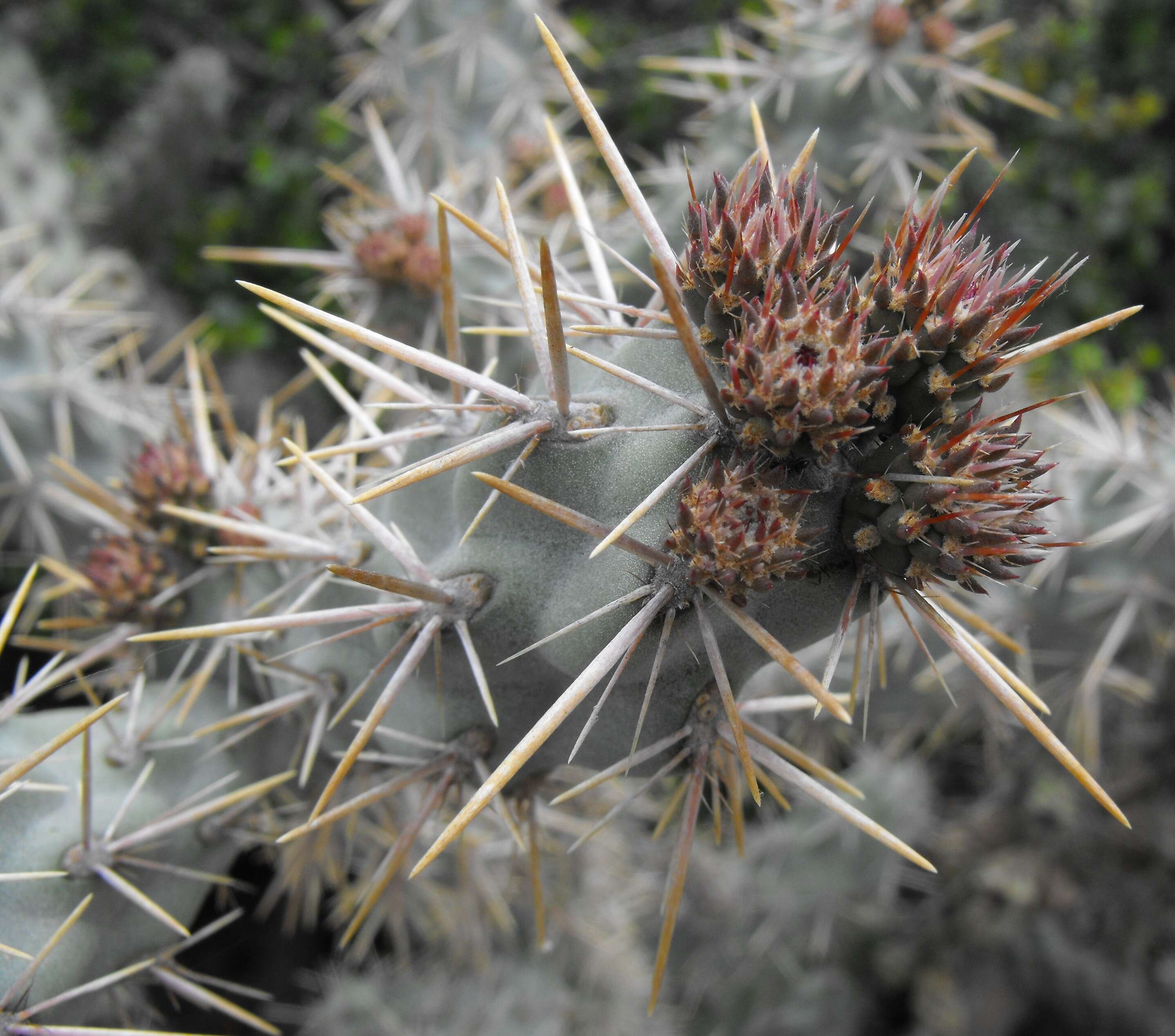 Image de Cylindropuntia prolifera (Engelm.) F. M. Knuth