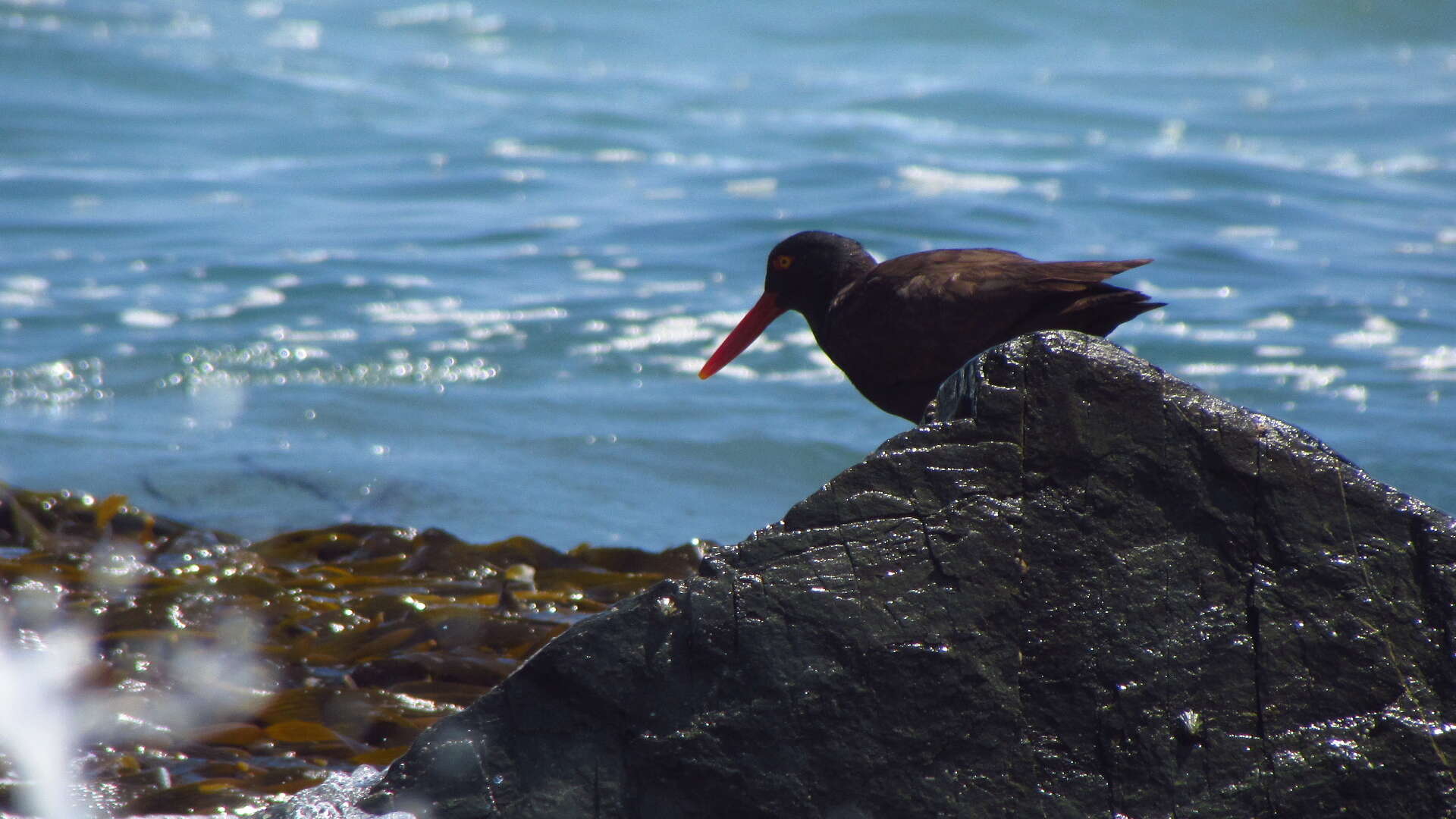 Image of Blackish Oystercatcher