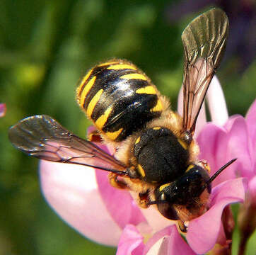 صورة Anthidium manicatum (Linnaeus 1758)