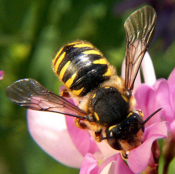 Image of wool-carder bee