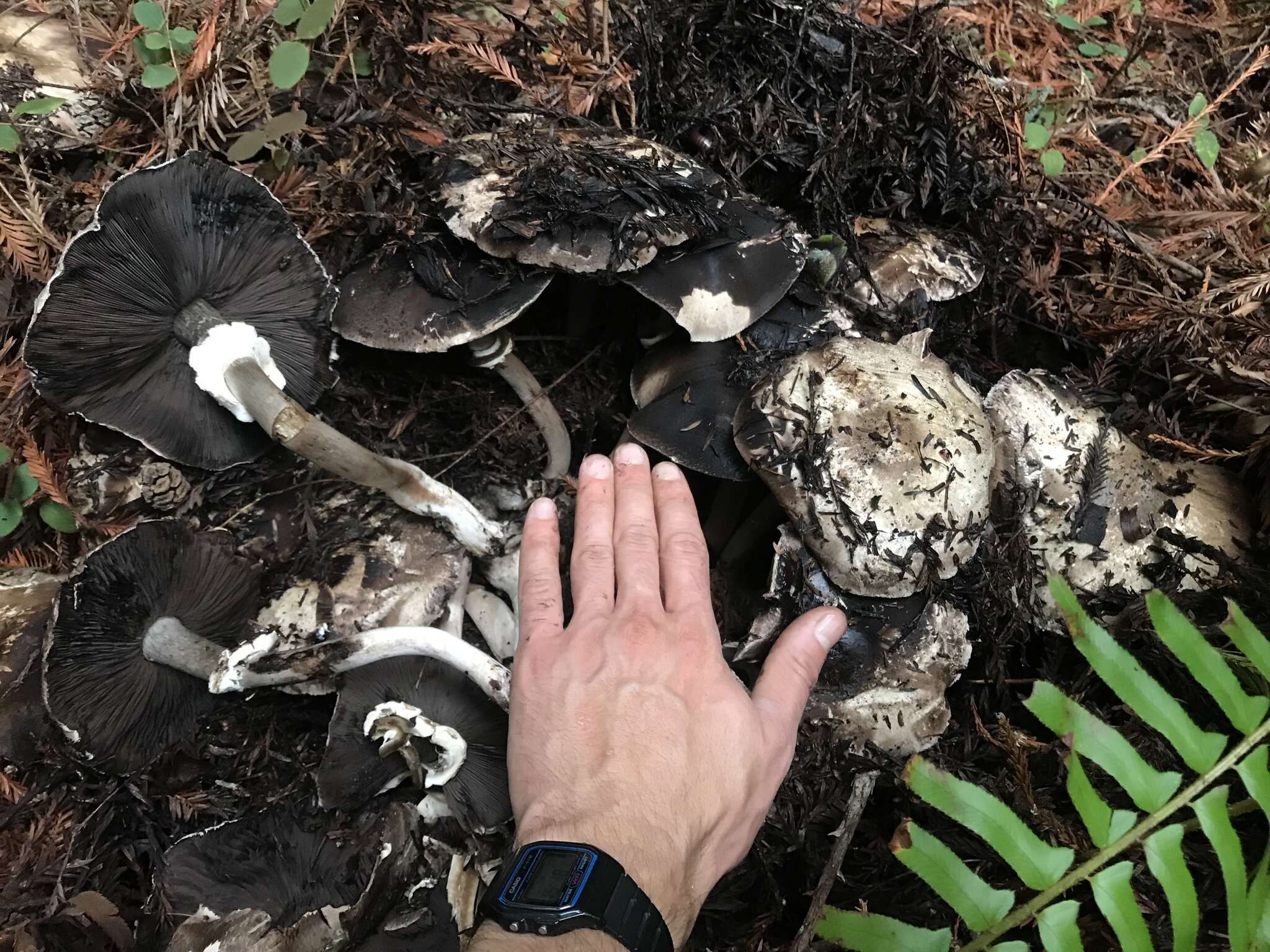 Image of Agaricus deardorffensis Kerrigan 2016