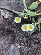 Image of sharpleaf groundcherry and Wright groundcherry