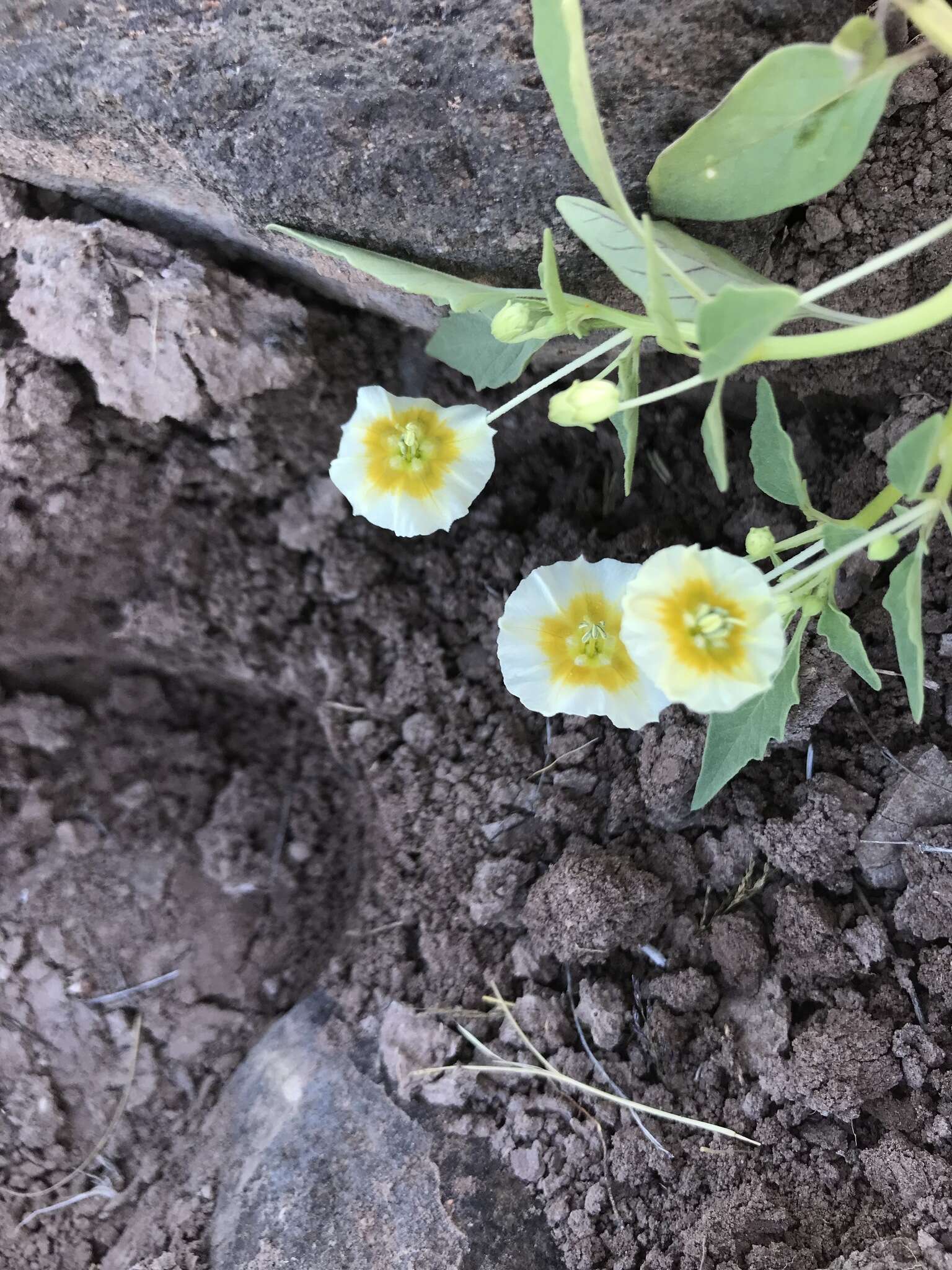 Plancia ëd Physalis acutifolia (Miers) Sandwith