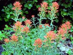 Слика од Castilleja pruinosa Fern.