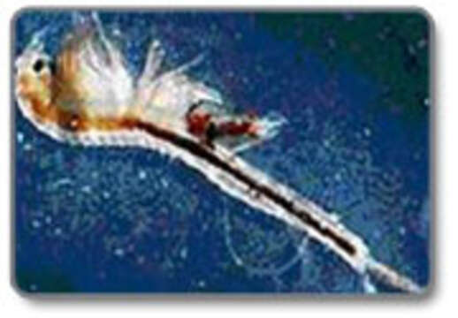 Image of Vernal Pool Fairy Shrimp