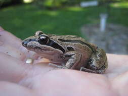 Image of Brown Frog