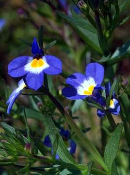 Image of cascade calicoflower