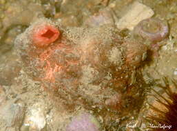Image of Microcosmus polymorphus Heller 1877