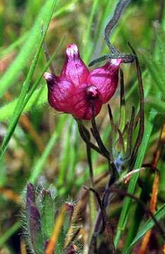 Imagem de Trifolium depauperatum Desv.