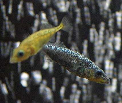 Image of Smallhead stickleback