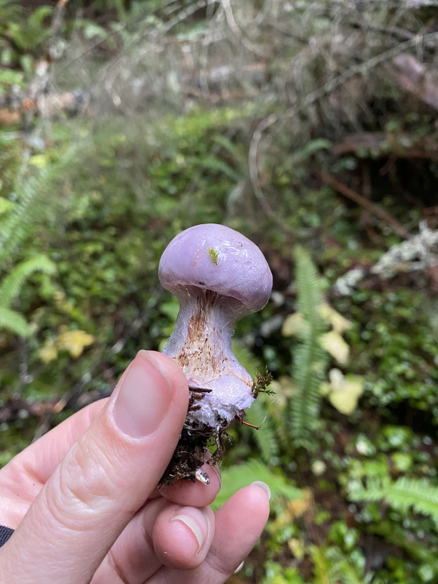 Imagem de Cortinarius olympianus A. H. Sm. 1939