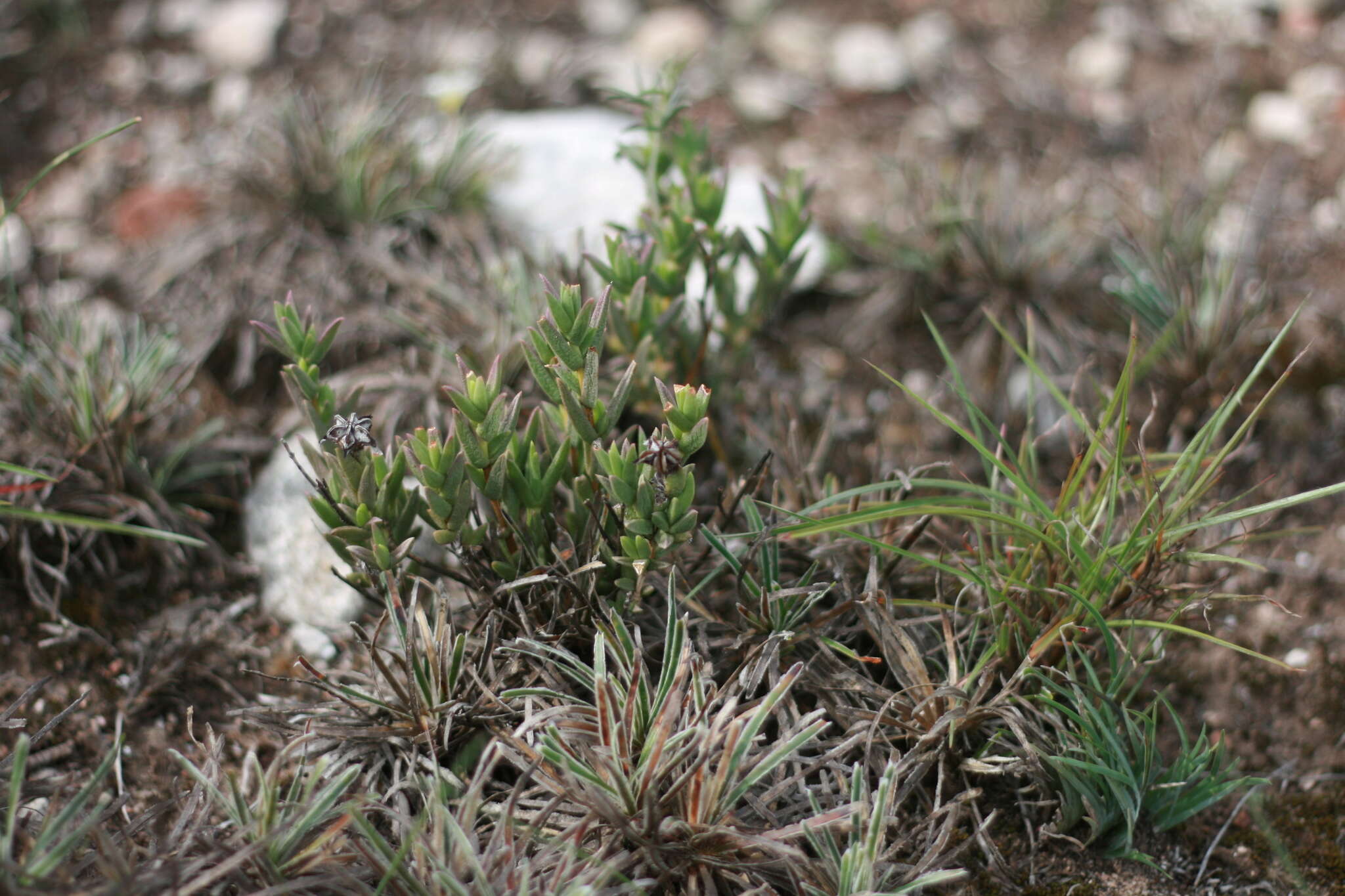 Ruschia congesta (Salm-Dyck) L. Bol. resmi