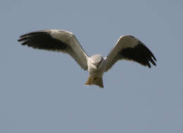 Image of Black-shouldered Kite