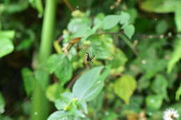 Image of Leucauge tessellata (Thorell 1887)