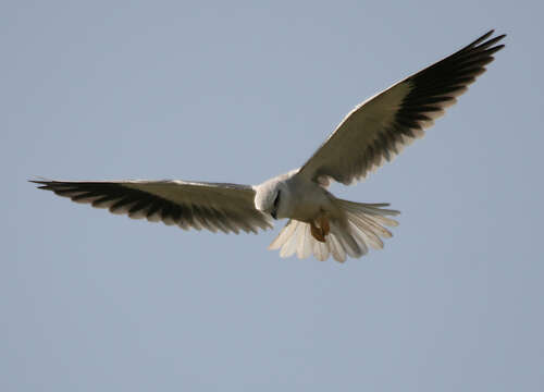 Image of Black-shouldered Kite