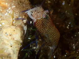 Image of golden-spotted shrimp