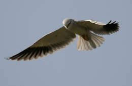 Image of Black-shouldered Kite