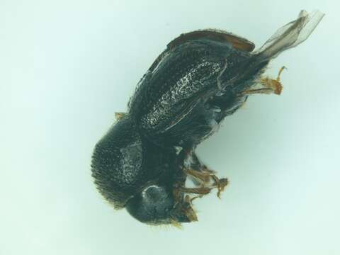 Image of Bark beetle