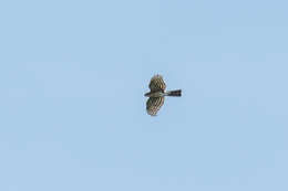 Image of Accipiter virgatus affinis Hodgson 1836