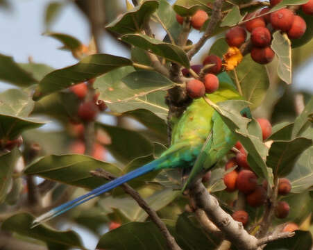 Image of Plum-headed Parakeet