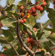 Image of Plum-headed Parakeet