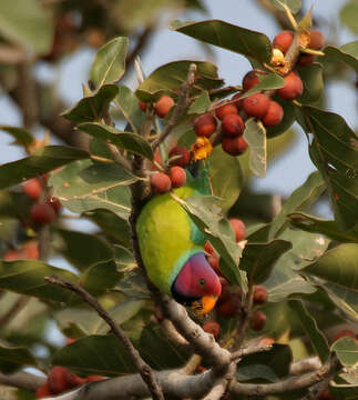 Image of Plum-headed Parakeet