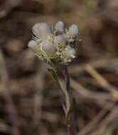 Imagem de Antennaria neglecta Greene