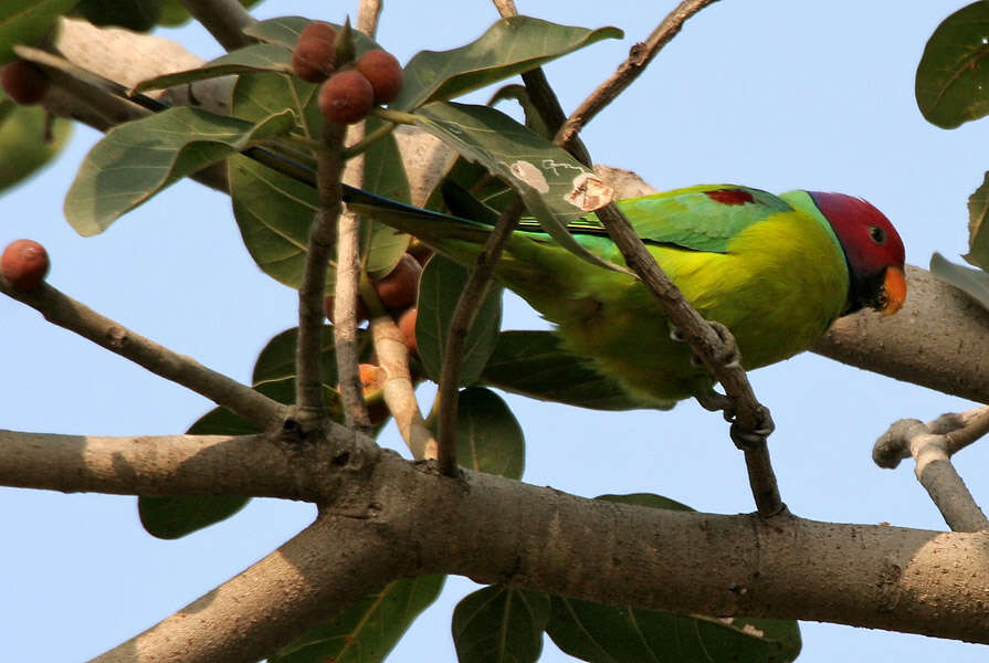 Image of Plum-headed Parakeet