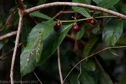 Image de Siparuna guianensis Aubl.