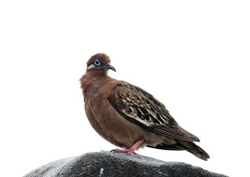 Image of Zenaida galapagoensis galapagoensis Gould 1841