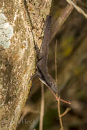 Image of Sagua de Tanamo  Anole