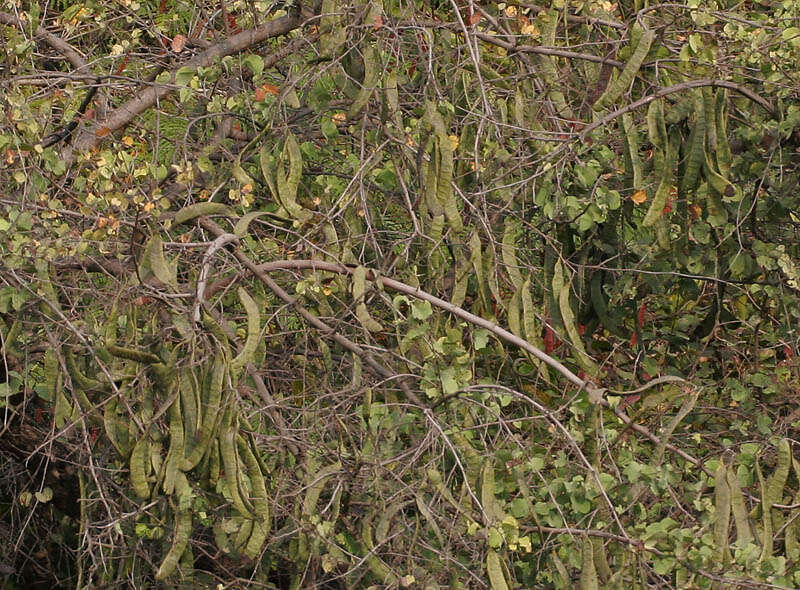 Imagem de Bauhinia racemosa Lam.