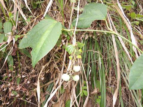 Imagem de Passiflora candollei Triana & Planchon