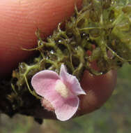 Image of Utricularia raynalii P. Taylor