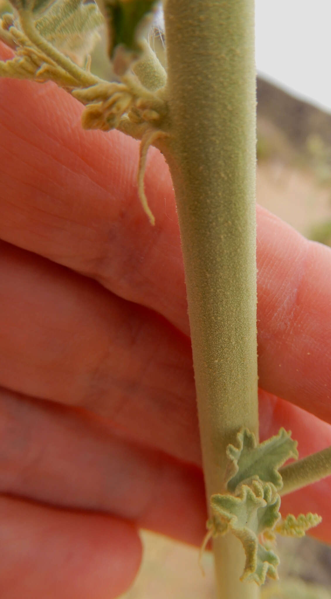 Image of gray globemallow